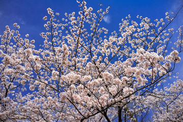 さくらのある風景