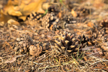 pine cones in a forest