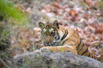 Fototapeta na wymiar Tiger beobachtet die Beute