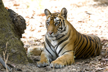 Tiger beobachtet die Umgebung