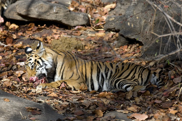 Tiger frisst an der Beute