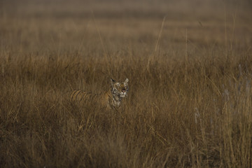Tiger wittert Beute im hohen Gras