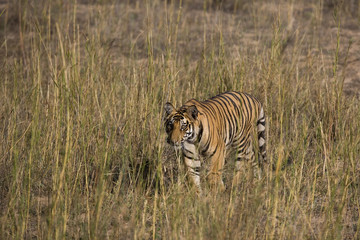 Tiger durchstreift das Grasland