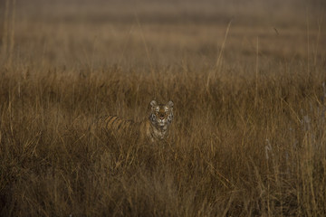 Tiger im hohen Gras