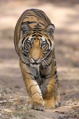 Tiger laeuft auf dem Weg