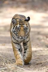 Fototapeta premium Tiger laeuft auf dem Weg