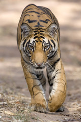 Tiger laeuft auf dem Weg