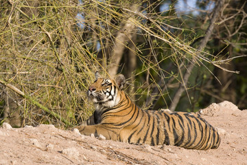 Tiger beobachtet die Umgebung