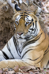 Tiger Portraet