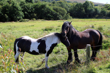 Naklejka na ściany i meble Horses on a farm, Ireland