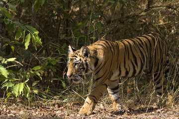 Tiger durchstreift den Dschungel