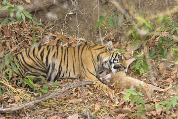 Tiger erlegt einen Axishirsch