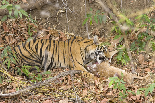Tiger erlegt einen Axishirsch