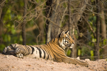 Naklejka na ściany i meble Tiger beobachtet die Umgebung