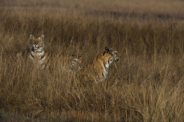 Tigerfamilie im hohen Gras