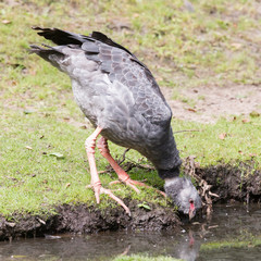 Close-up of a Southern Screamer (Chauna torquata)
