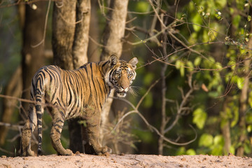 Tiger beobachtet die Umgebung