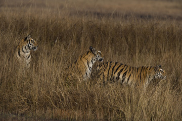 Obraz na płótnie Canvas Tigerfamilie im hohen Gras