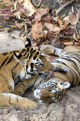 Tigerin leckt das Junge