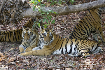 Tigerfamilie liegt im Wald