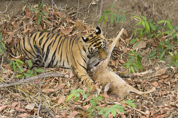 Tiger hat einen Axishirsch erbeutet