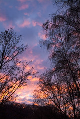 trees with dry branches and leaves against the fiery sunset in the forest. Vertical frame