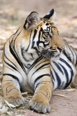 Tiger beobachtet die Umgebung