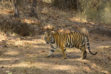 Fototapeta na wymiar Tiger kreuzt den Fahrweg