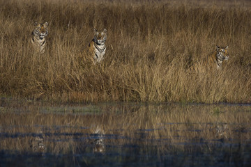 Obraz na płótnie Canvas Tigerfamilie an einem See