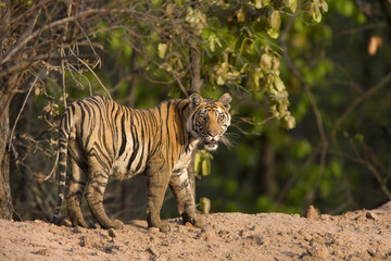 Tiger beobachtet die Umgebung