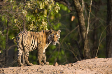 Tiger beobachtet die Umgebung