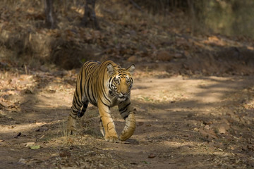 Fototapeta premium Tiger laeuft auf dem Weg