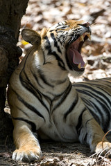 Tiger gaehnt