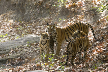 Fototapeta na wymiar Tigerfamilie im Trockenflussbett