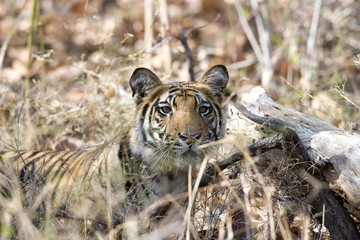 Tiger beobachtet die Beute