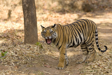 Tiger am Fauchen