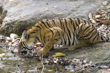 Fototapeta na wymiar Tiger trinkt an einem Flusslauf