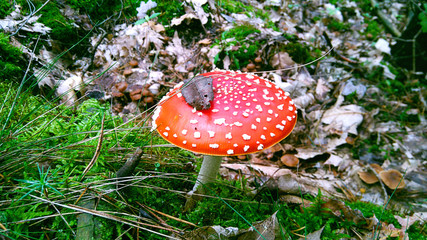 Red agaric mushroom in the forest. Richness of autumn forests.
