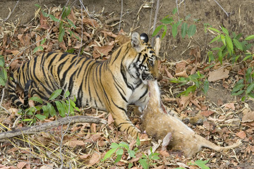 Tiger frisst an einem Axishirsch