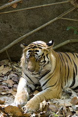 Tiger am Ruhen