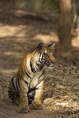 Tiger sitzt auf dem Fahrweg