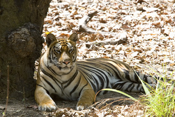 Tiger liegt im Schatten