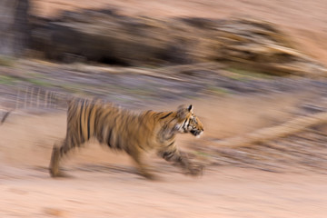 Tiger rennt zum Wasserloch