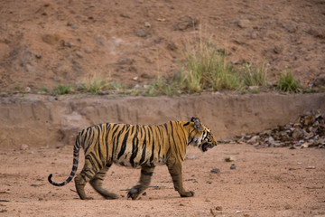 Tiger geht zum Wasserloch