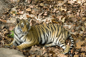 Tiger liegt im Wald