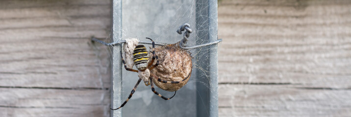 Spinne - Wespenspinne mit Ei und netz