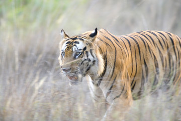 Obraz na płótnie Canvas Dominanter Tiger durchstreift sein Revier