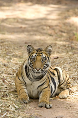 Tiger liegt auf dem Fahrweg