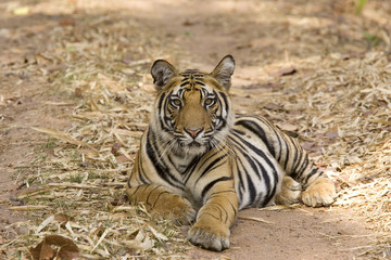 Tiger liegt auf dem Fahrweg