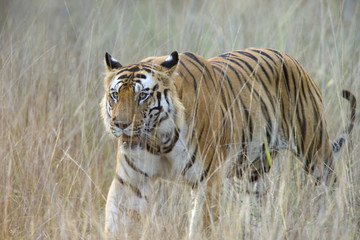 Dominanter Tiger durchstreift sein Revier